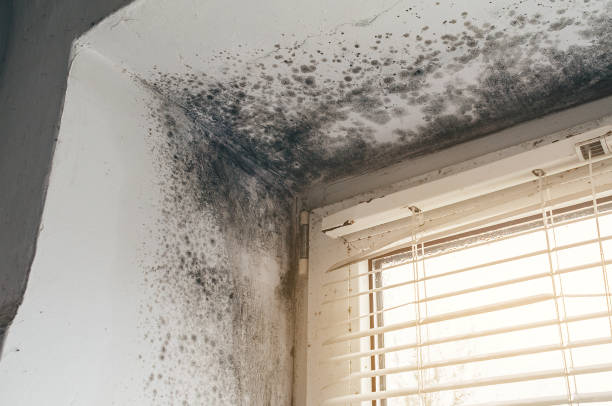 Affordable Attic Mold Remediation solutions in Liberty Hill, TX
